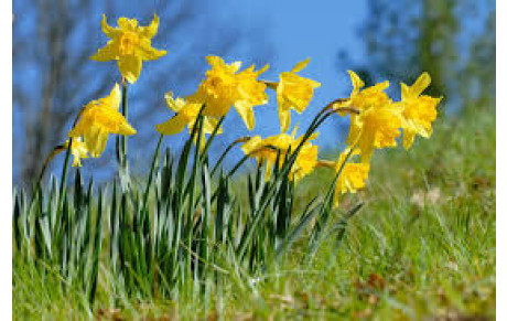 Rallye des Jonquilles